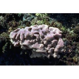 Mauve Sponge on side of Rock Pool, Jervis Bay, 1979