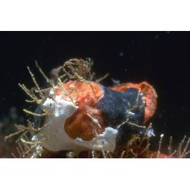 Sertularia on unidentified Sponge, Lord Howe Island