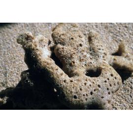 Sponge Skeleton, Newport, 1985