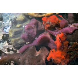 Encrusting Sponges, Wooli, 1979