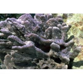 Mauve Sponge, Nielsen Park, 1986