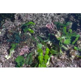 Caulerpa filiformis and red coralline Halimeda and Caulerpa among Amphiroa, Wooli, 1979