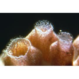 Demospongiae valves close up, Collaroy, 1964