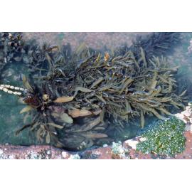 Sargassum
