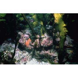 Ecklonia with Sea Urchin, Newport, 1978