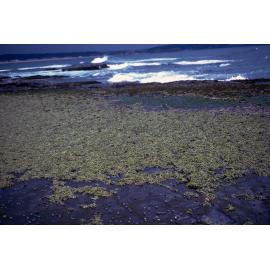 Hormosira Mats, Collaroy, 1985