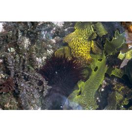 Ecklonia radiata with Sea Urchin, Jervis Bay, 1979
