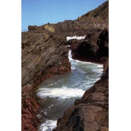 Red Coralline Algae, Wooli, 1980