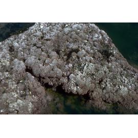 Coralline Algae eaten down by Invertebrates, Jervis Bay, 1979