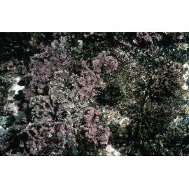 Calcareous Red Coralline Algae, Collaroy, 1995