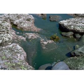 Coralline Algae, Jervis Bay, 1979