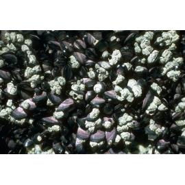 Zonation of Brachyura and Barnacles, Gippsland, 1986