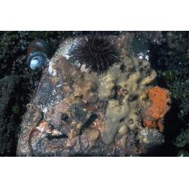Underside of a Boulder, Collaroy, 1978
