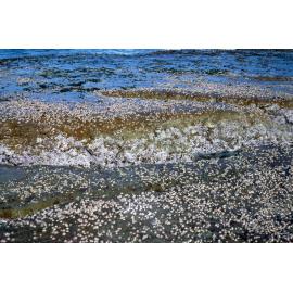 Barnacles and Galeolaria, Freshwater