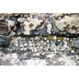 Upper Littorial Molluscs, Wooli, 1995