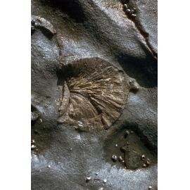 Fossils on Platform, Gerroa, 1986