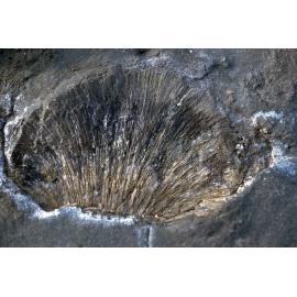 Fossils on Platform, Gerroa, 1986