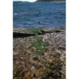 Transect, Cape Banks, 1968