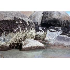 Mussels and Galeolaria Zonation, Gippsland, 1986