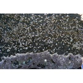 Barnacle and Galeolaria Zonation, Gerroa, 1973