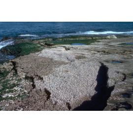 Barnacle Band on Rock Platform, Freshwater, 1979