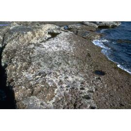 Transect, Cape Banks, 1969