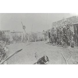 Dog sitting in the lawn of the King family home in Collinwood, North Narrabeen, 1940s