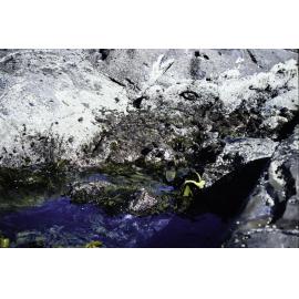 Zonation, Lorne, 1986