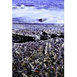 Transect, La Perouse, 1969
