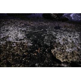 Transect, La Perouse, 1968