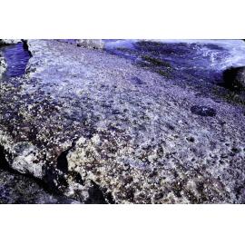 Cape Banks, La Perouse, 1969