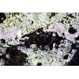 Rock pool with encrusting corallines, Freshwater, 1986
