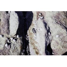 Upper Littoral Molluscs