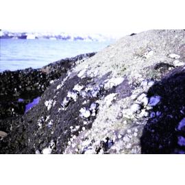 Barnacle Elminius, oysters and mussels, Greenwich, 1969