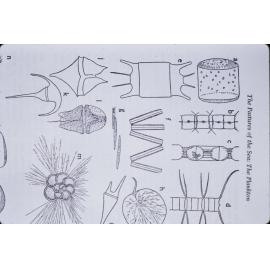 Phytoplankton diagram