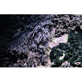 Red Coralline Amphiroa and Green Codium