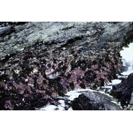Red Coralline Algae, Wooli, 1980