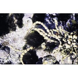 Hormosira banksii
