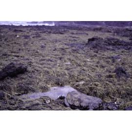 Hormosira banksii, Wooli, 1995