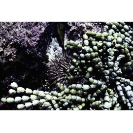 Hormosira close up, Wooli, 1979