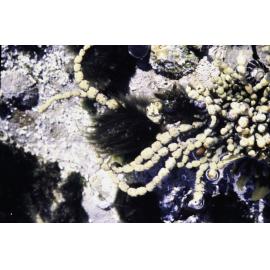 Hormosira and Enteromorpha