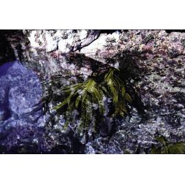 Ecklonia with Red Coralline Algae, Wooli, 1979
