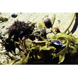 Ecklonia washed up, Newport, 1978