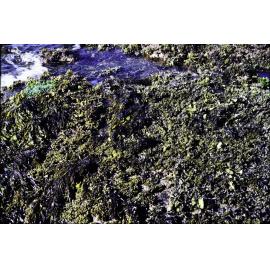 Sargassum, Newport, 1980