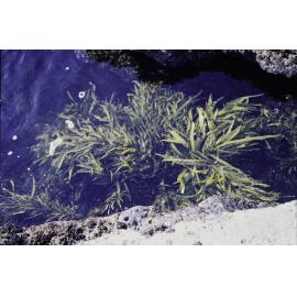 Phyllospora comosa, Jervis Bay