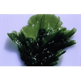 Ulva lactuca