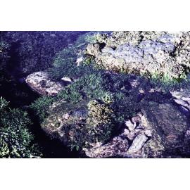 Caulerpa filiformis and red coralline, Newport, 1980