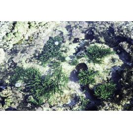 Caulerpa filiformis, Newport, 1978