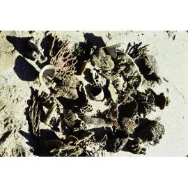 Collection of Sponges on the Beach, Newport, 1978