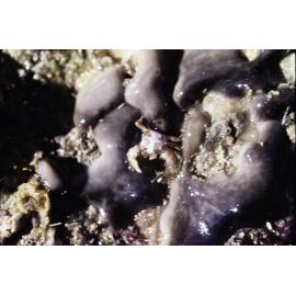Encrusting Sponge under Boulder, Norfolk Island, 1980